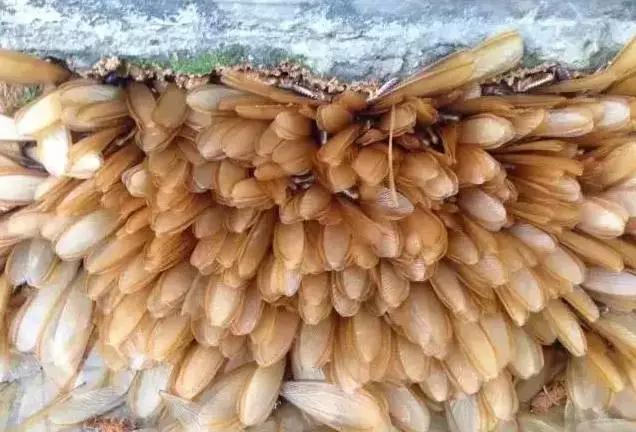 云南|撒撇|臭屁虫_新浪网