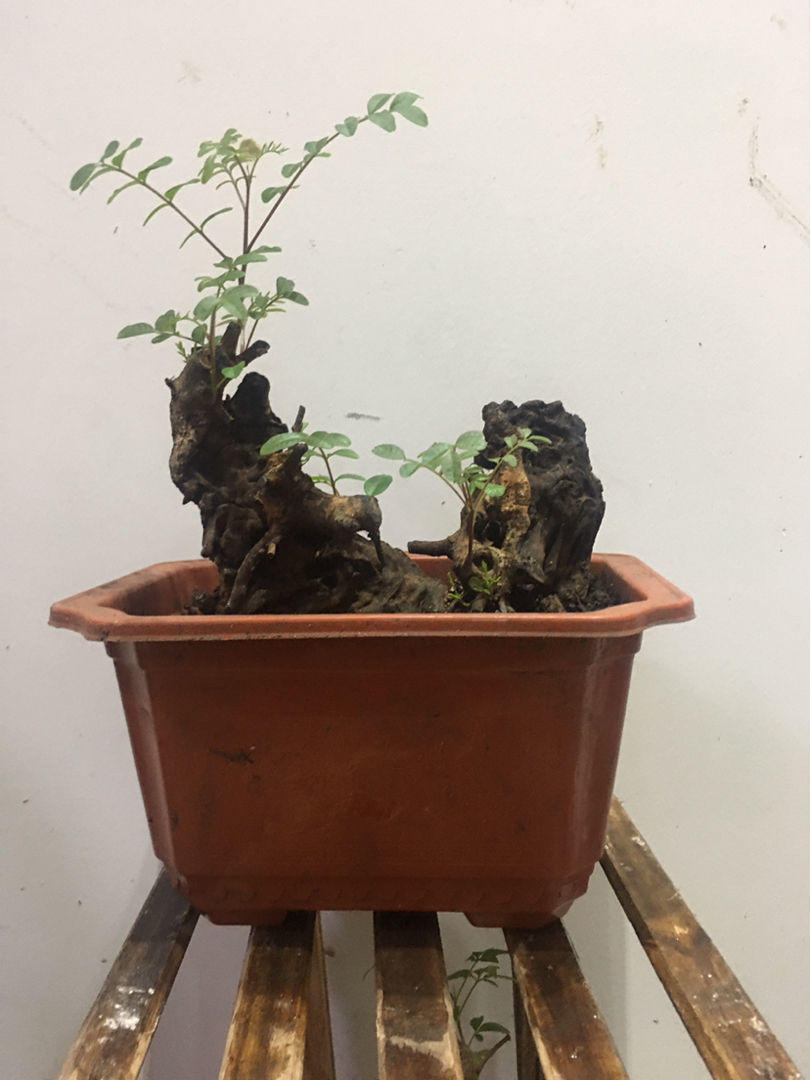 清香木盆景真好养形态苍奇还散发幽香看一眼就魂牵梦萦