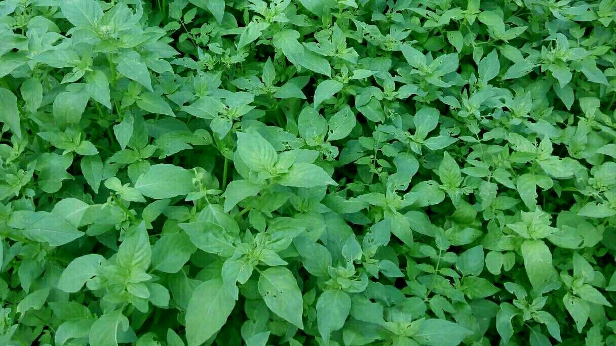 大丽花又名大丽菊花,天竺葵,西番莲,洋菊,是菊科多年生草本植物.