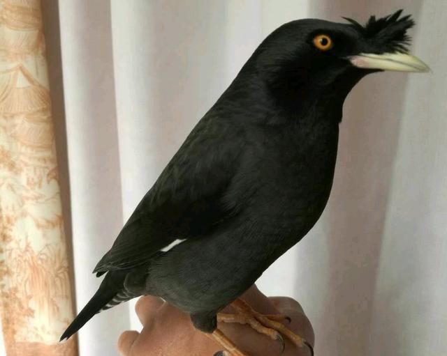 八哥鸟叫声(海南八哥鸟叫声)