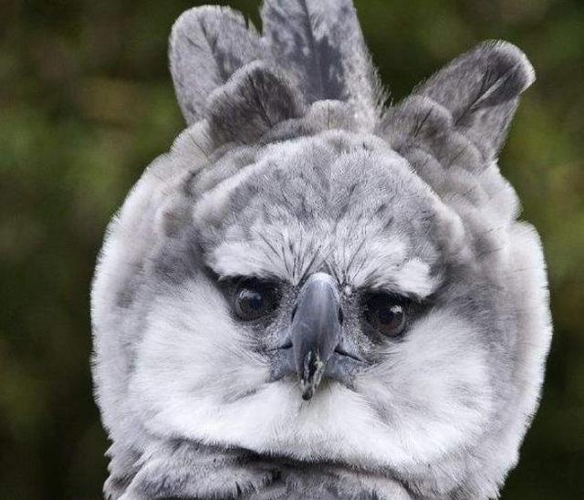 拥有"最帅侧脸"的鸟,被称为鸟界霸主,正脸却呆萌可爱