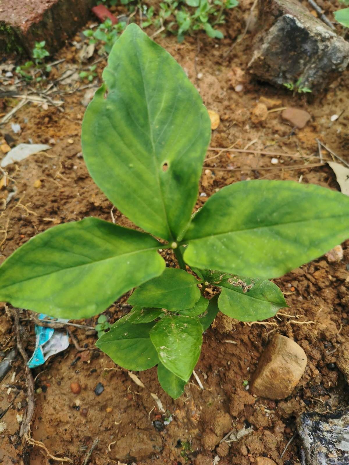 你见过半夏吗?名字好听模样美,还是珍贵药草!