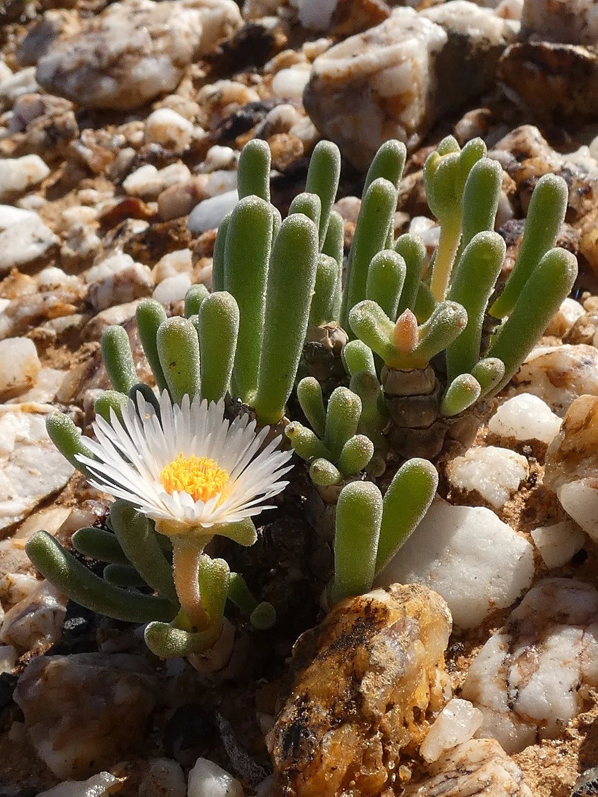 长得像动物的多肉植物,除了熊童子,还有长得像兔子的碧光环