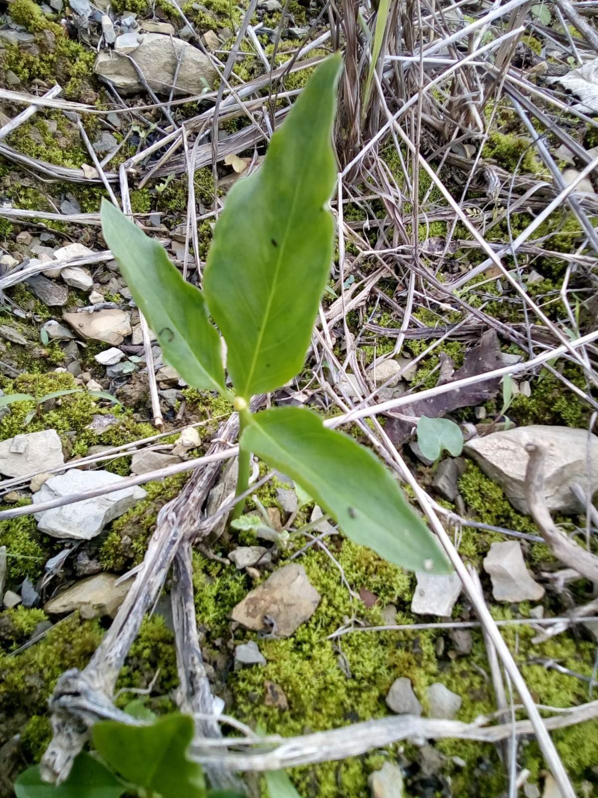你见过半夏吗?名字好听模样美,还是珍贵药草!