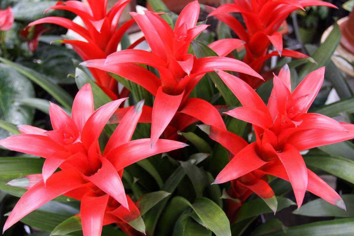 家里养盆鸿运当头,花姿优美花开爆盆,吉祥如意的好兆头!