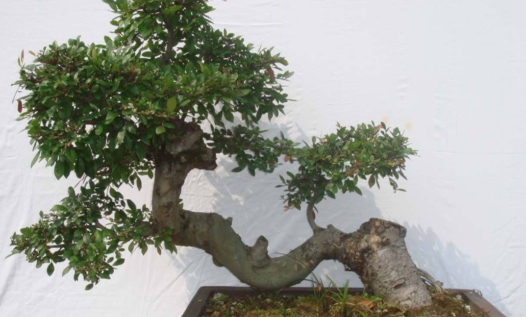 山上2种"疙瘩树",苍劲古朴,树姿优美,经常被用来做盆景