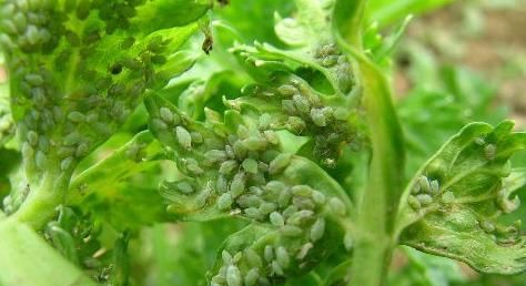 对水喷雾,同时可兼治棉小造桥虫,卷叶蛾,棉象甲,棉盲蝽象,能控制棉红