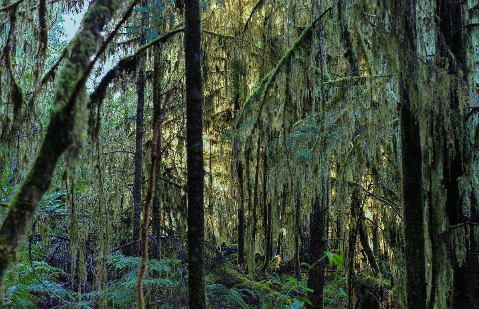 一支德,法,意野生植物联合考察队到阿富汗北部的森林中去考察,当时一