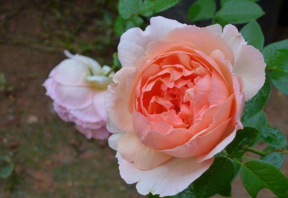 月季品种图鉴"人间天堂"垂头有一种娇羞的美