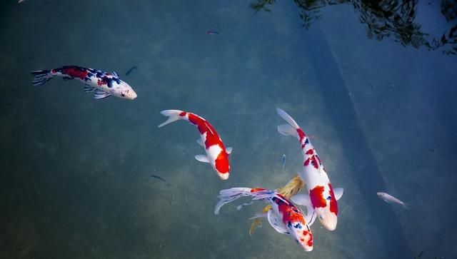 我们都是一群孤独的鱼,不小心游到了这个世界上,从此被这个世界收留