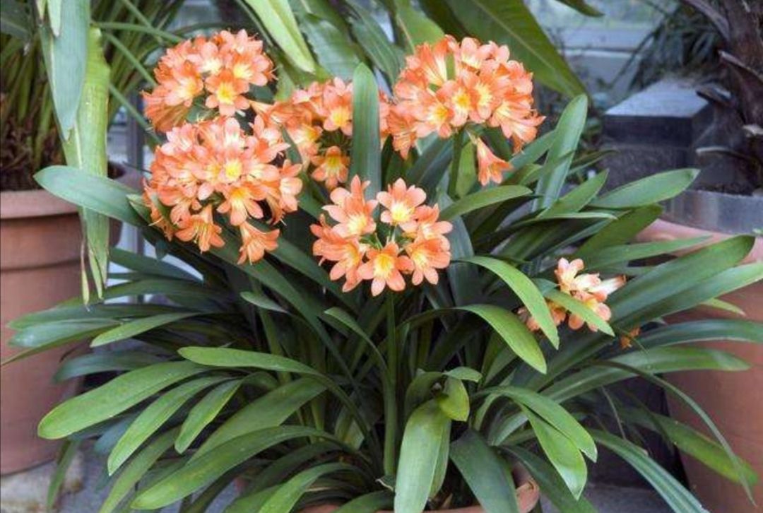 君子兰花期容易"夹箭",给它做好4件事,植株顺利开花