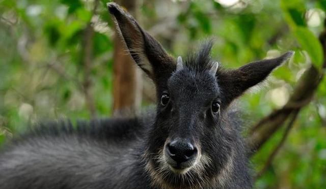 四川现奇兽"四不像",银鬃金毛,独来独往,可片刻间攀山飞岩