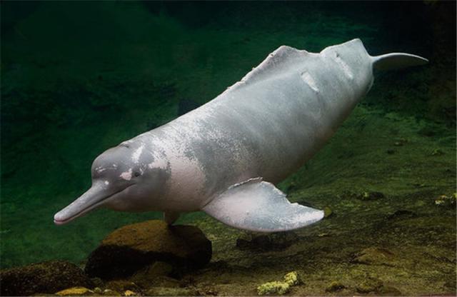 亚河豚是南美流域的一种豚类,也是体型最大的一种淡水豚类.