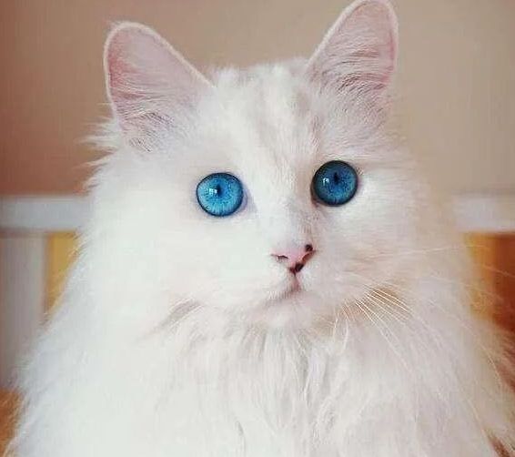 世界上最萌的猫品种图片