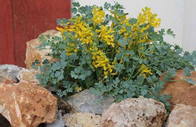 路边看见野草岩黄连专爱长在石缝里自家也能养