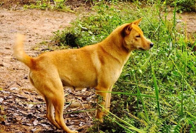 正宗的中华大黄狗,它真的越来越少了,几乎都成了童年的回忆