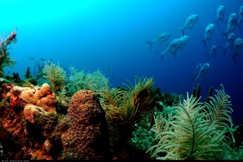 世界上最神奇的鱼在水里竟然可以隐形生物学家道出了实情