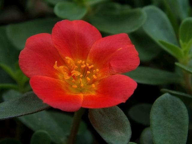 大家一定会觉得午时花这个名字很特别了,那么到底是为什么这样叫?