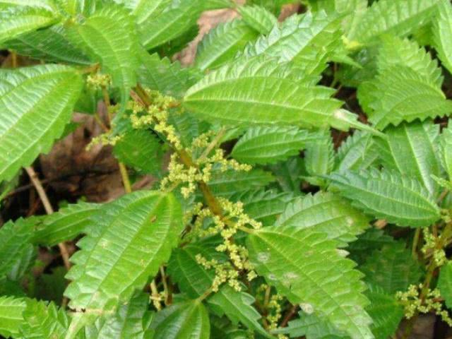 它是肝炎,肝硬化的"天敌",餐桌上敞开了吃,肝病或不敢来扰