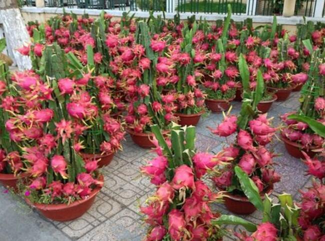 阳台种水果,不妨选择火龙果,挂果多还新奇,一起试试吧!