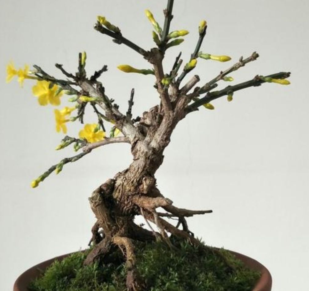 迎春盆景,开完花后养护也关键,做好这件事,才能长得壮