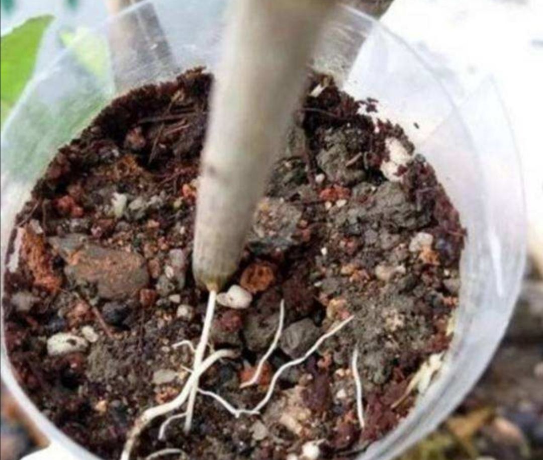 桂花不容易扦插,用这种方法繁殖,生根快,成活率高