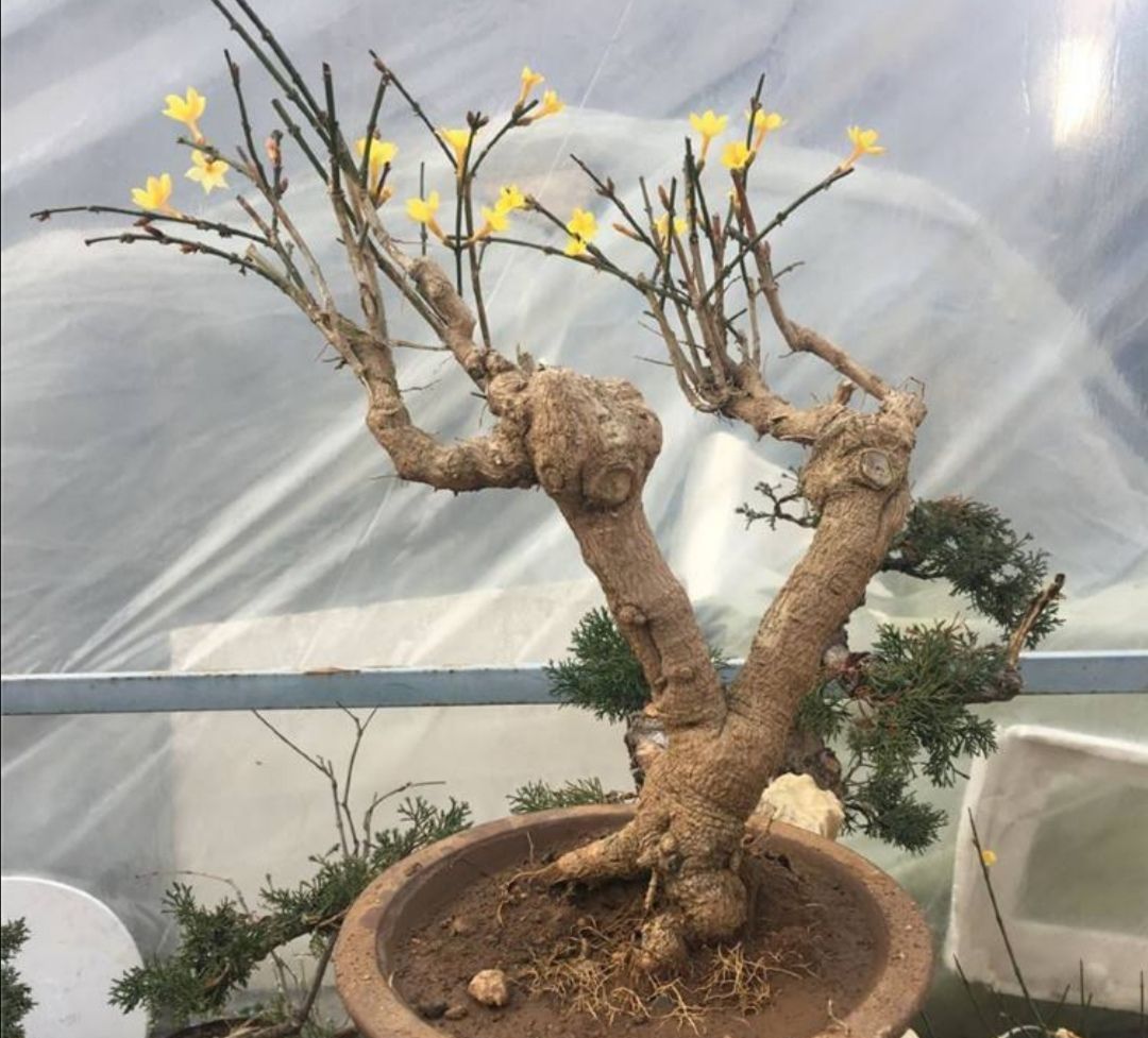 春节期间,为迎春盆景做好这几件事,提前开花来"迎春"