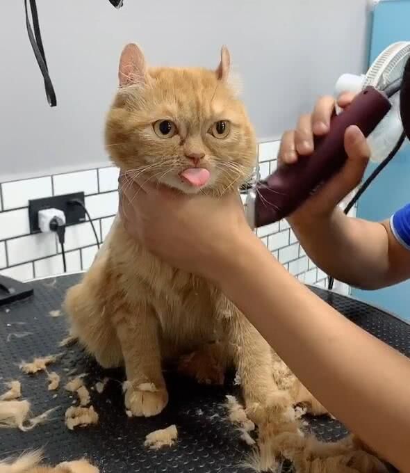 女子带猫咪去宠物店理发,中途进去查看,却笑到停不下来