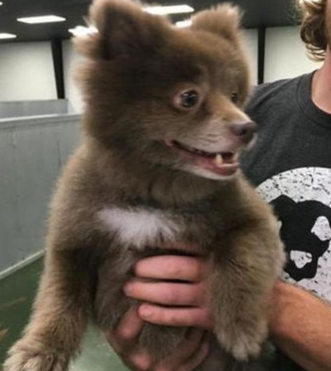 现在有很多狗狗都是两个不同品种的杂交出来的,大家叫它们串串狗