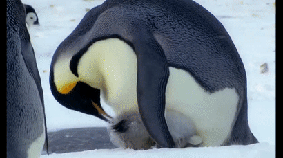 人家还是小宝宝,只是胖了点,小企鹅努力要挤进爸爸的育儿袋