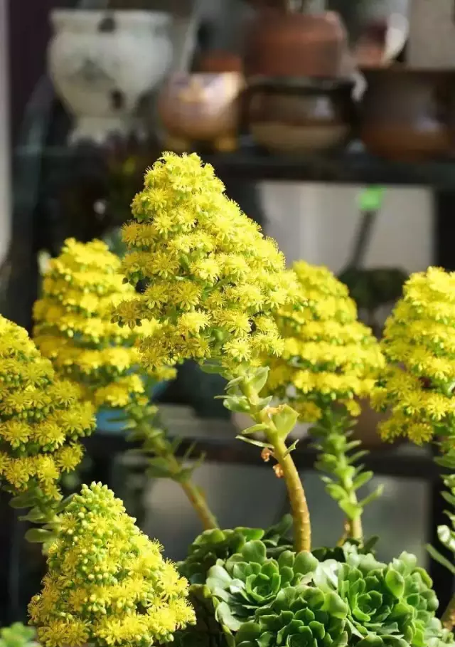 养了3年的法师,蹿花箭了,花箭一定要掐掉,否则开完花就死