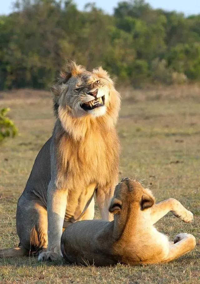 狮子们寻找伴侣被摄影师拍摄下来