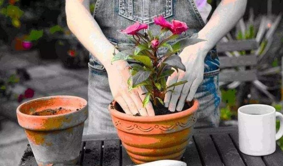 给花卉换盆,这3个细节不能疏忽,不然白忙活