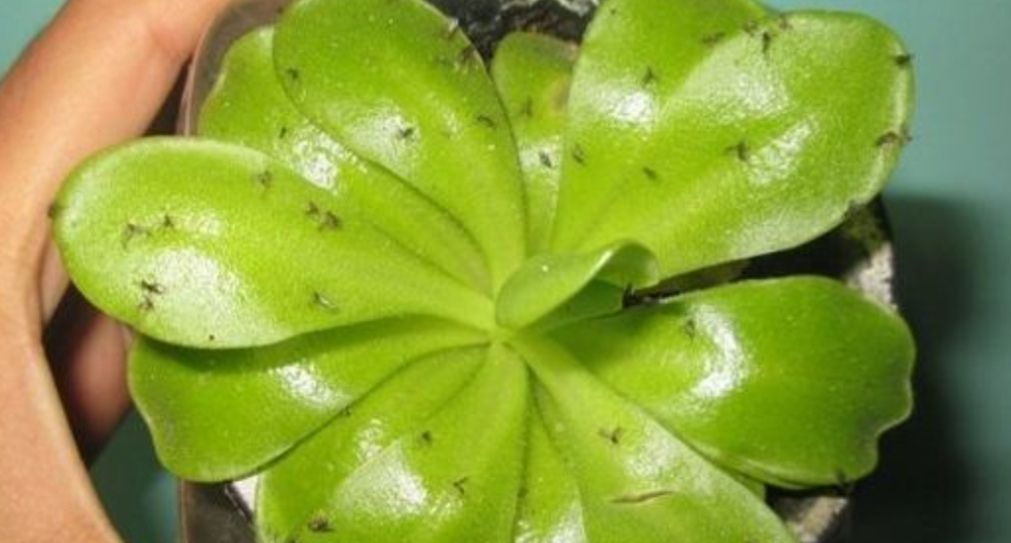 花盆里招小飞虫自制6种灭虫水方法很简单