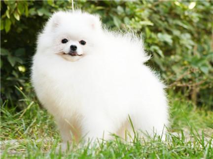 呆萌可爱的10种陪伴犬非常受欢迎有你家的爱犬吗