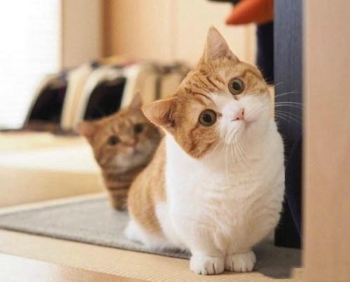 猫咪这些动作,不是撒娇也不是卖萌,而是在向你求救!