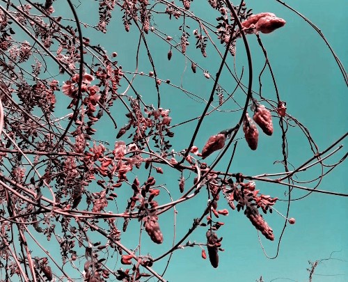 细米梅纹能够住到细米家是梅纹的选择还是天意的安排