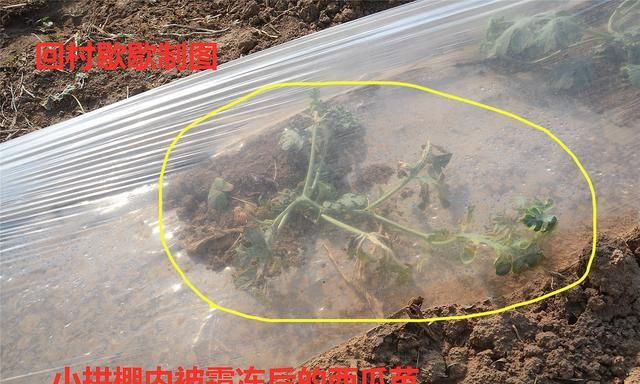 受霜冻害的西瓜苗和伤热烧苗对比