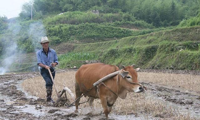 年迈老牛拉不动犁老汉不忍心抽打老牛失踪前带回一小牛