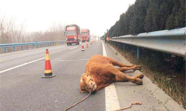 高速行驶时突遇小动物,变道还是直接撞上去?做错了车毁人亡