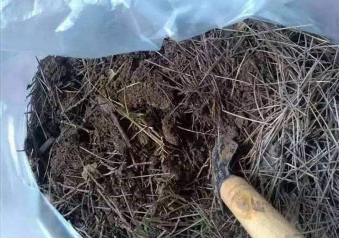 松针土养花,提前做好这几步,疏松透气,养分充足