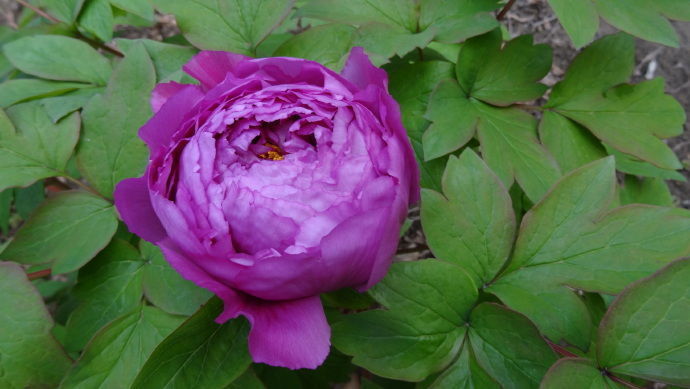 喜欢沾花惹草,试试牡丹"日月锦",花色红艳欲滴,香飘满园怡人