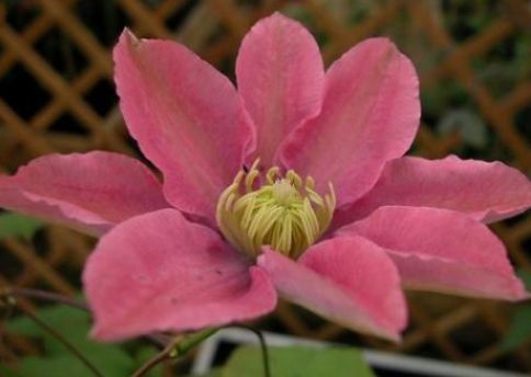 爱沾花惹草,就养盆"雪柳花",花开色白如雪,玲珑可爱成团成簇