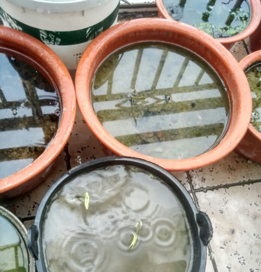 将种藕顶芽朝下,呈30度角插入泥土一侧