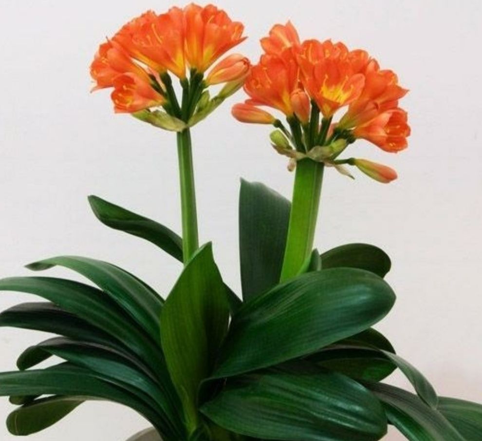 君子兰花期容易"夹箭",给它做好4件事,植株顺利开花