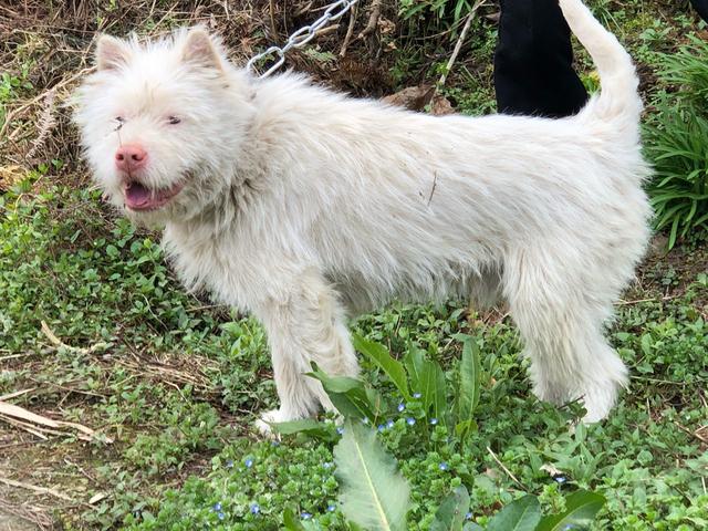 下司犬是贵州省的地方犬种,以忠实主人,嗅觉灵敏,爆发力强,耐力好