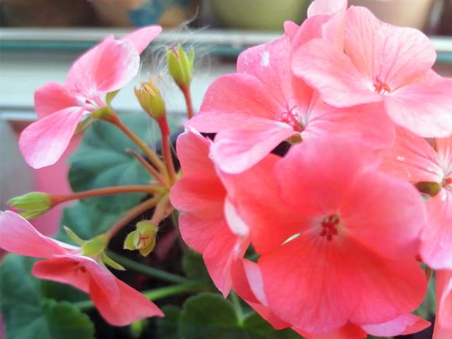 一年可开花八个月的天竺葵花后修剪很重要修剪要注意1点