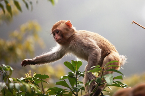 这个州是美国生物入侵较严重的州,如今存在恒河猴问题,如何解决
