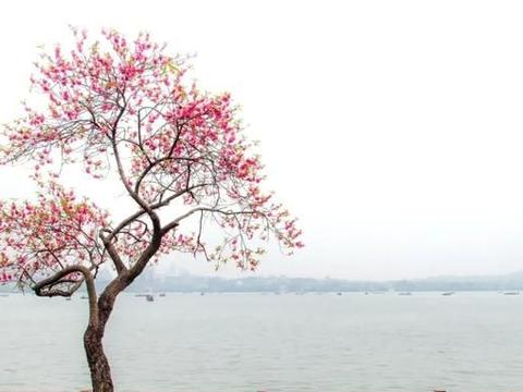 暮春来,初夏到!20首暮春诗词,告别最美春天|晚春|春光|燕子_新浪新闻