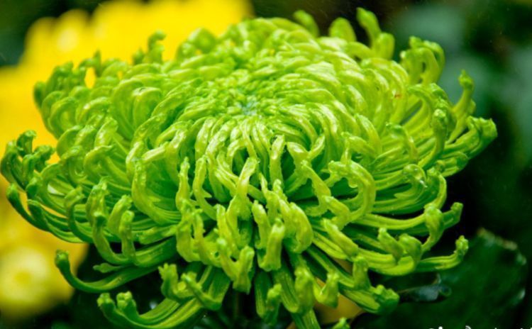 爱沾花惹草,养盆优良名花绿牡丹,芳香四溢,花色美艳碧绿妖娆